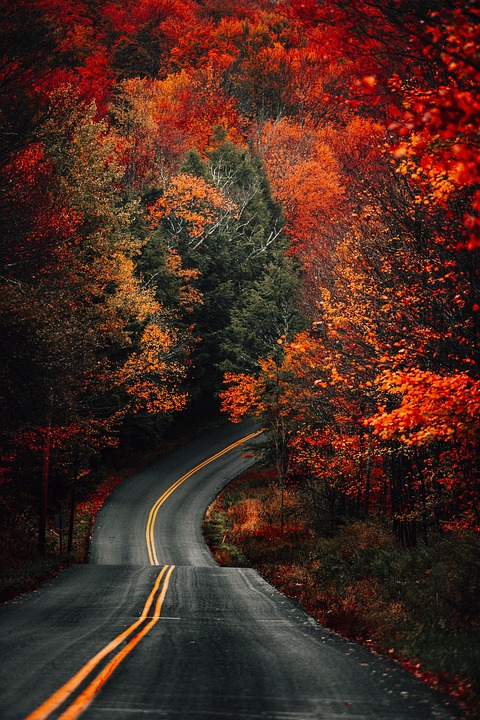 Road curving through a forest in fall horizon